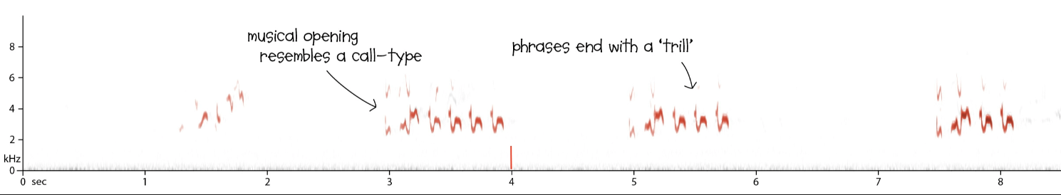 Example sonagram showing bird call patterns with annotations